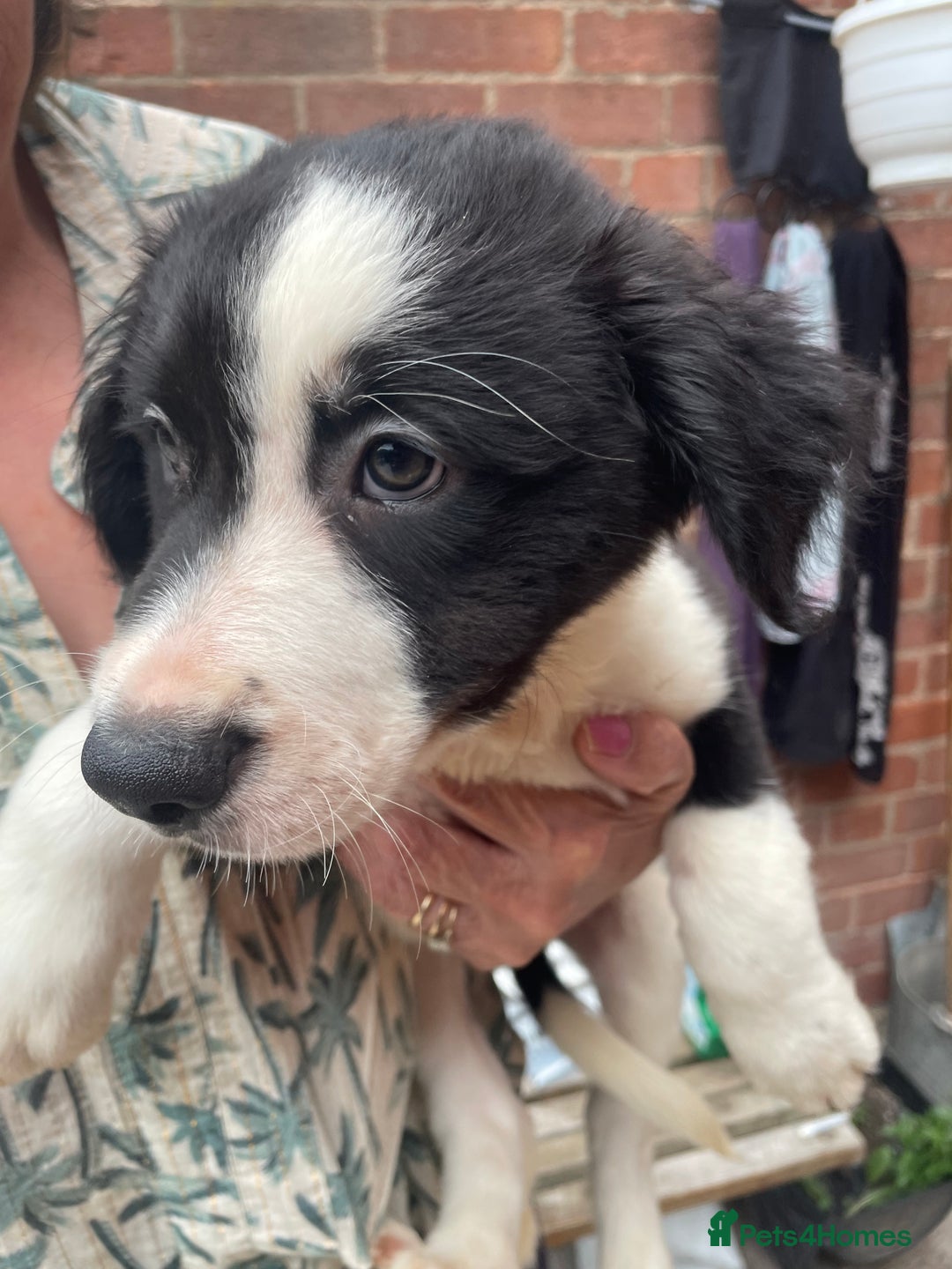 Mixed Breed dogs for sale: Staff collie cross puppies  - Image 12
