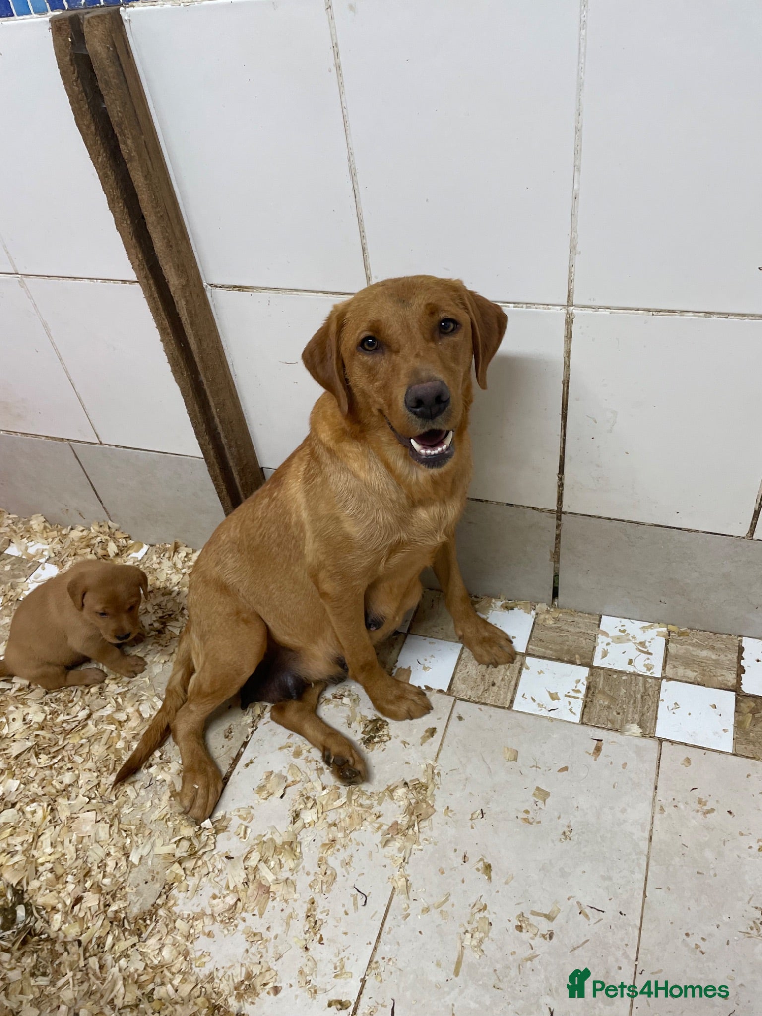 Labrador Retriever dogs for sale: Outstanding litter of fox red Labrador puppies  - Advert 1