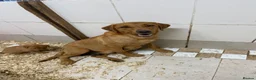 Labrador Retriever dogs for sale: Outstanding litter of fox red Labrador puppies  in Durham - Advert 1