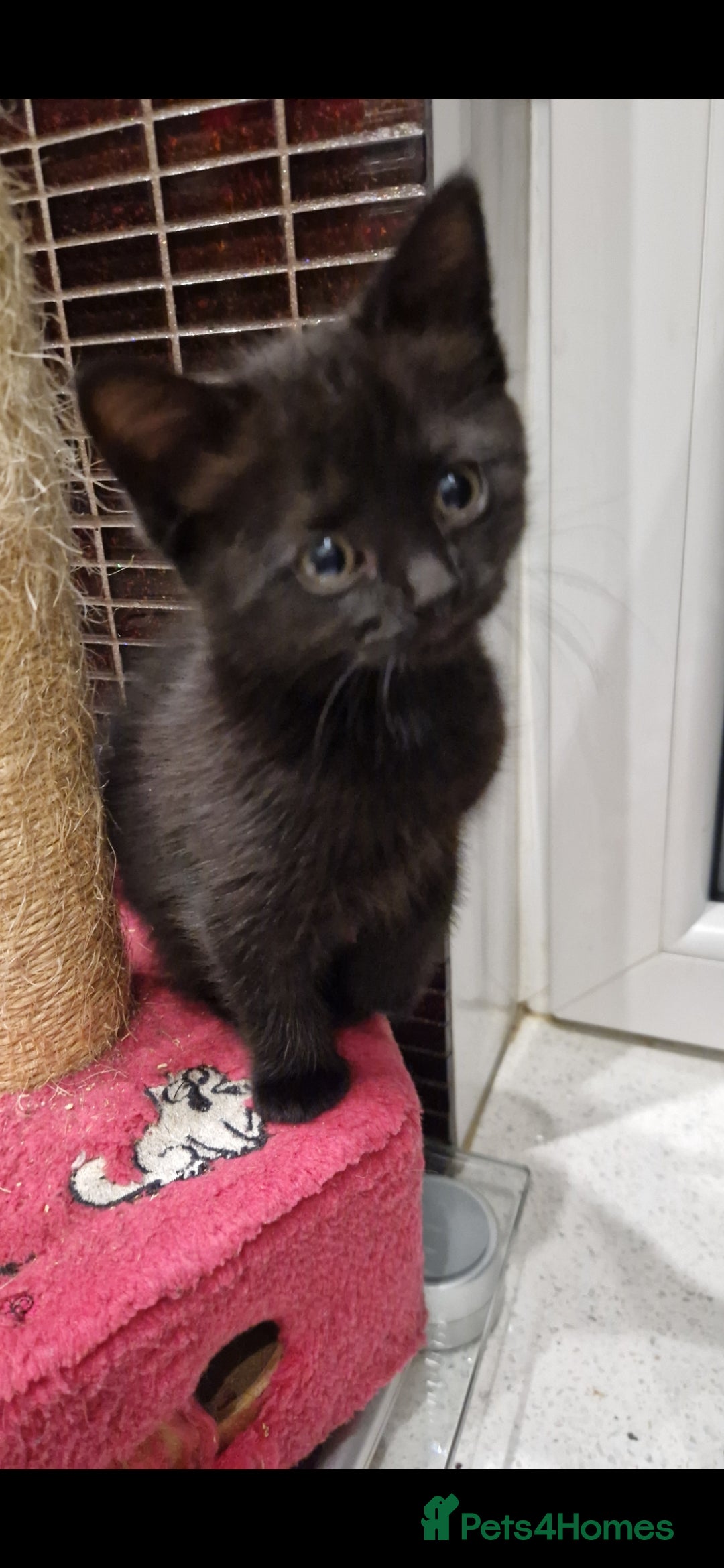 Mixed Breed cats for sale: Kittens - Advert 18