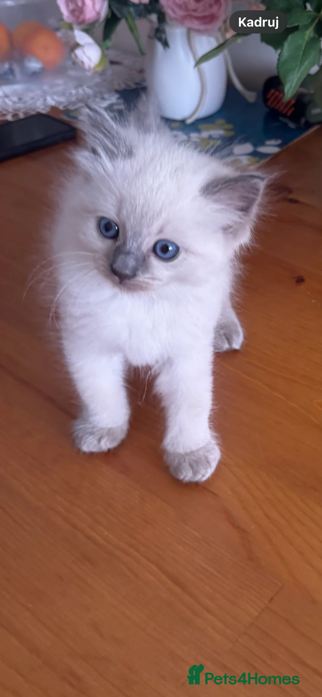 Ragdoll cats for sale: Beautiful Ragdoll Kittens  - Advert 2