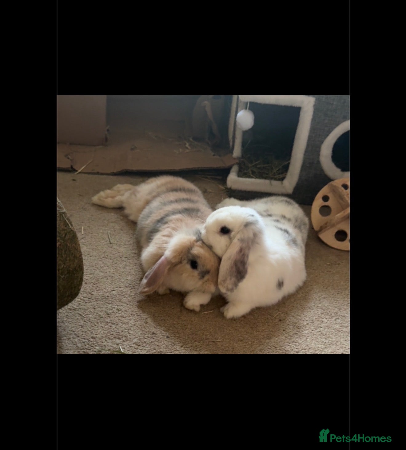 Mini Lop rabbits 2 vaccinated mini lop rabbits - Advert 8