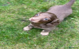 Miniature Dachshund dogs for sale: Kc Reg Long Haired Miniture Dachshund Puppies - Image 2