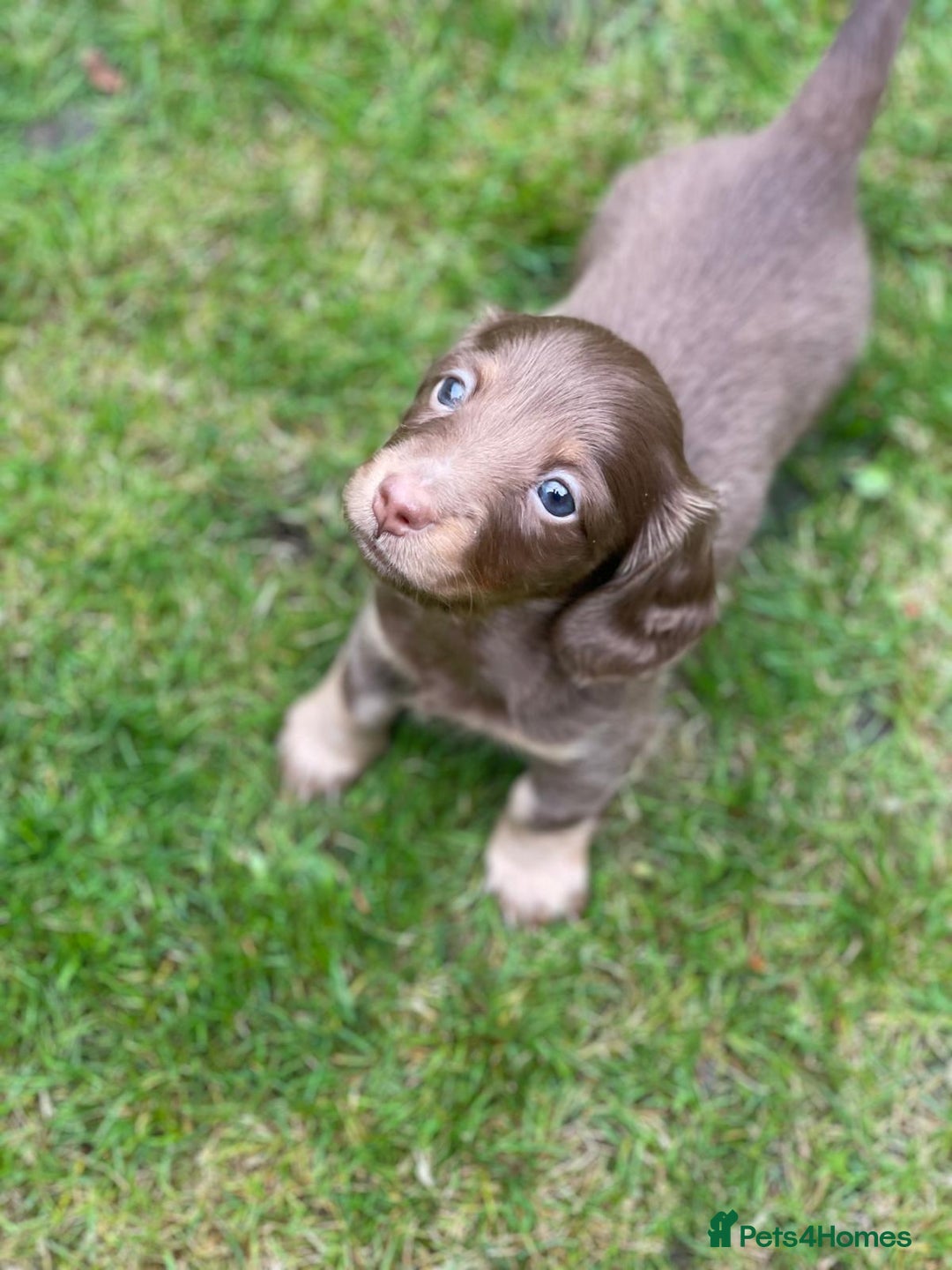 Miniature Dachshund dogs for sale: Kc Reg Long Haired Miniture Dachshund Puppies - Image 2