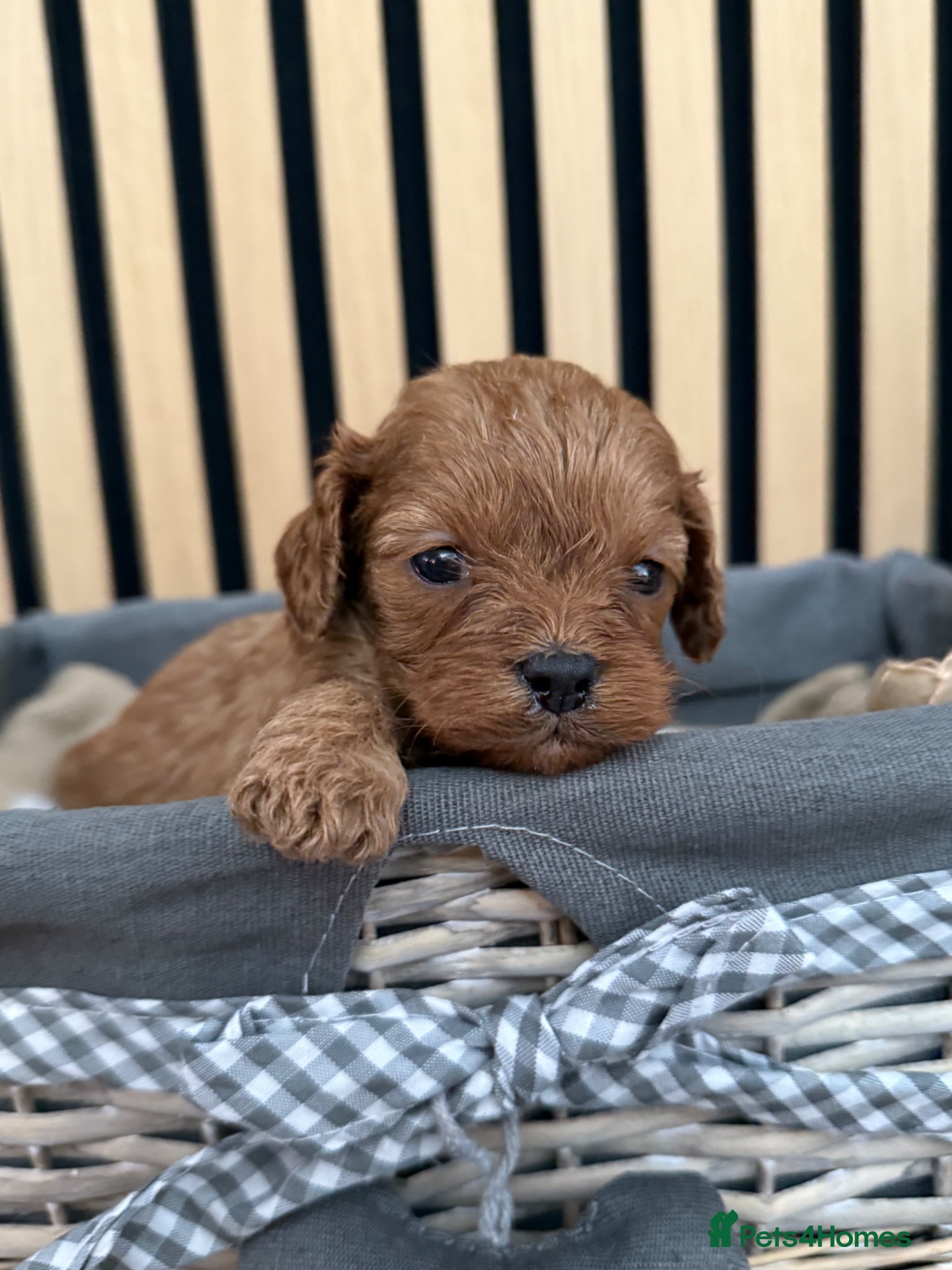 Cavapoo dogs for sale: Stunning F1 Ruby Red Cavapoos - Advert 5