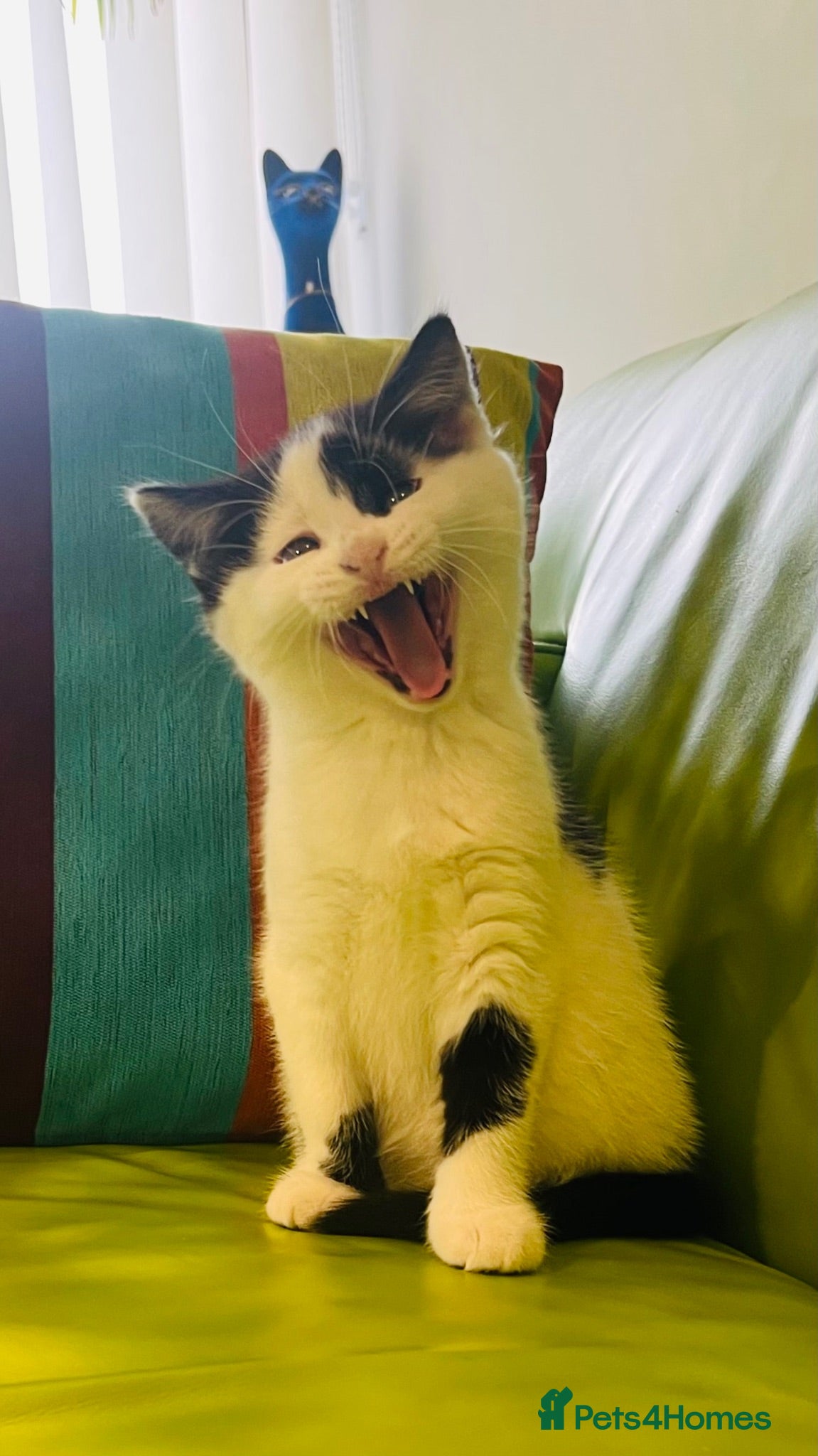 Mixed Breed cats Wonderful, clever, healthy Kittens for sale - Advert 1