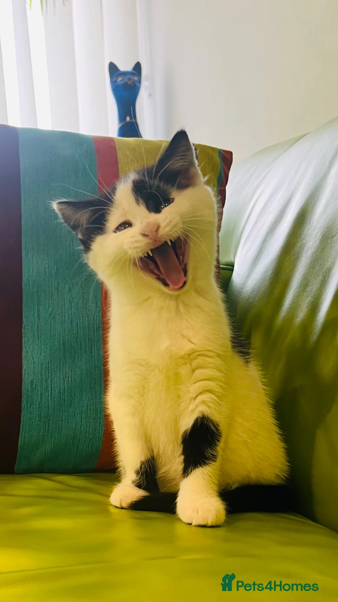 Mixed Breed cats for sale: Wonderful, clever, healthy Kittens for sale - Advert 1
