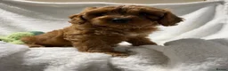 Cavapoo dogs for sale: 6 Bundles of fun Ready from 22 August  - Advert 7