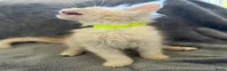 Maine Coon cats for sale: Maine Coon 3/4 Cross Kittens  - Advert 18