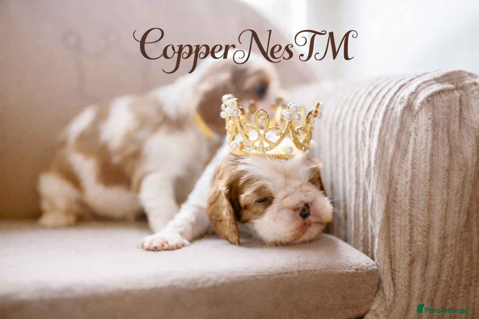 Cavalier King Charles Spaniel dogs Exquisite Puppies KC reg Cavalier King Charles - Advert 2