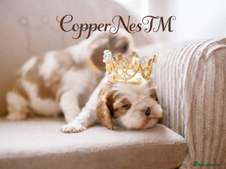 Cavalier King Charles Spaniel dogs Exquisite Puppies KC reg Cavalier King Charles - Advert 6