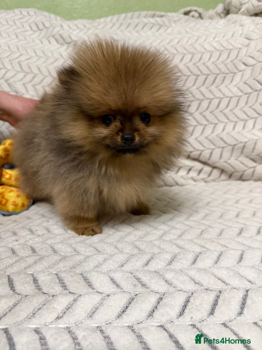 Pomeranian dogs for sale: ***Exquisite Kc reg Pomeranian Puppies *** - Advert 14