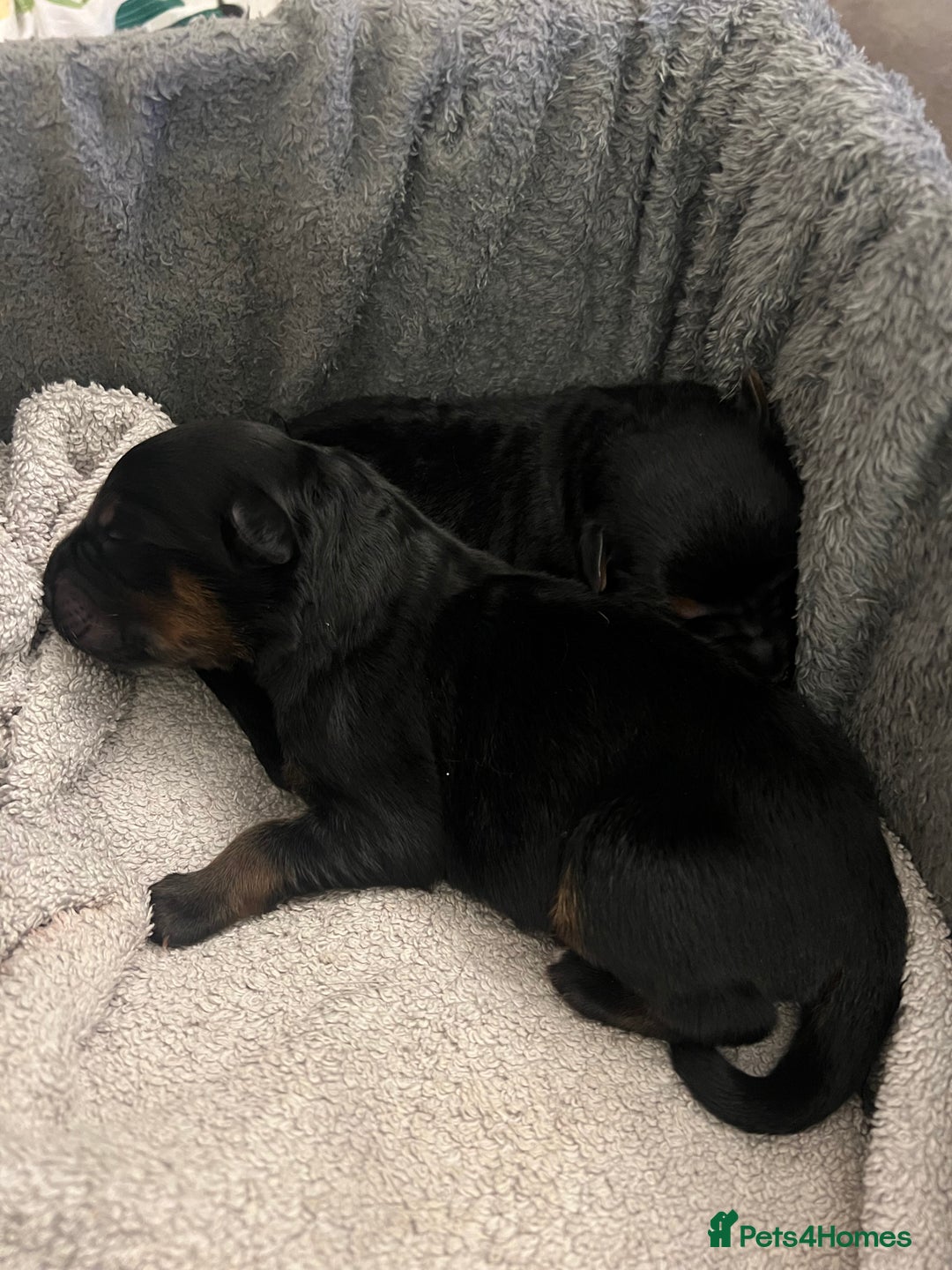 Mixed Breed dogs for sale: Rottweiler x German shepherd male puppies - Image 10