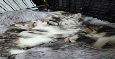 Mixed Breed cats - Advert 3