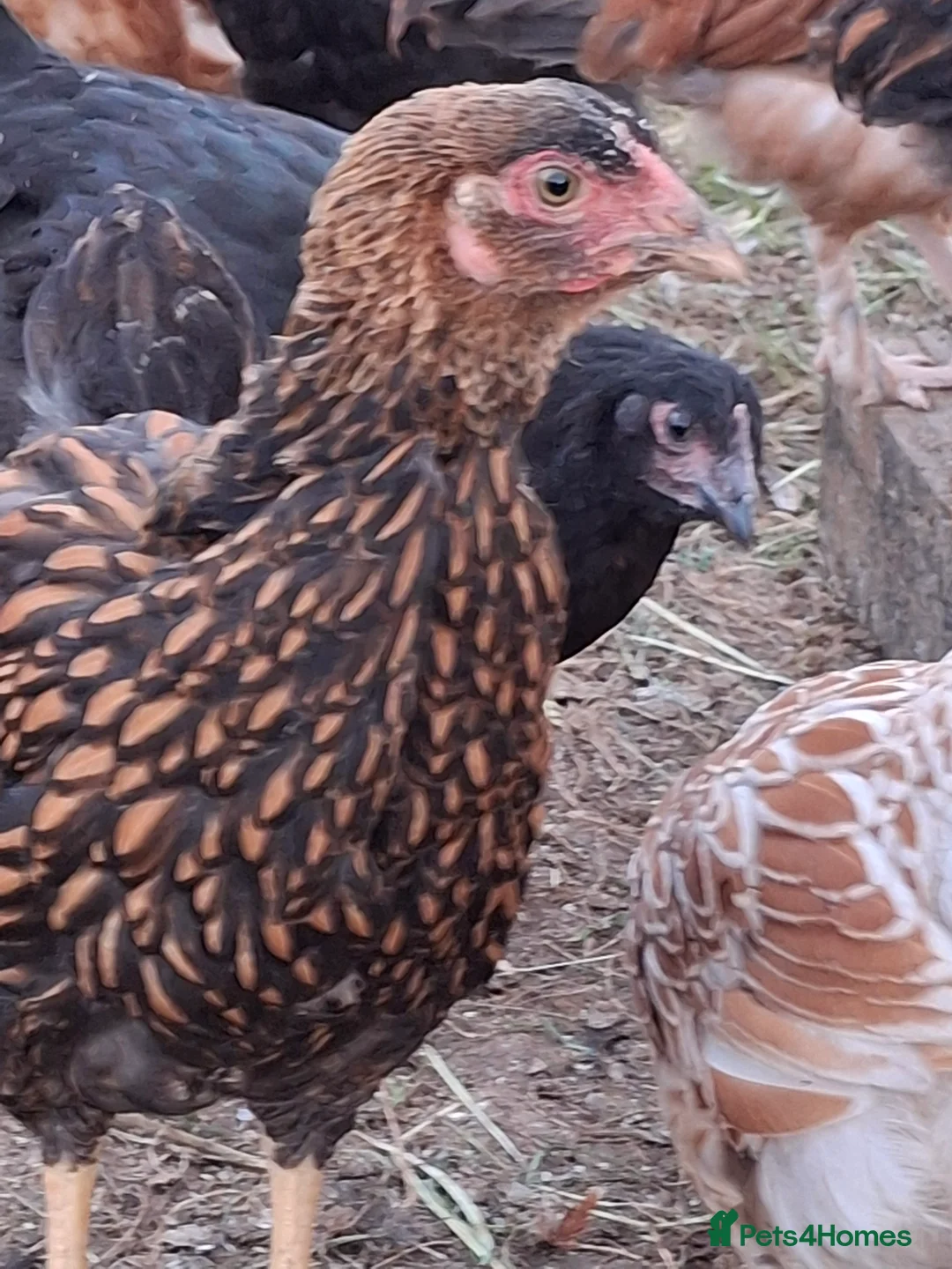 Chickens poultry for sale: LACED WYANDOTTES  - Advert 15