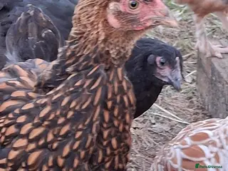 Chickens poultry LACED WYANDOTTES - Advert 18