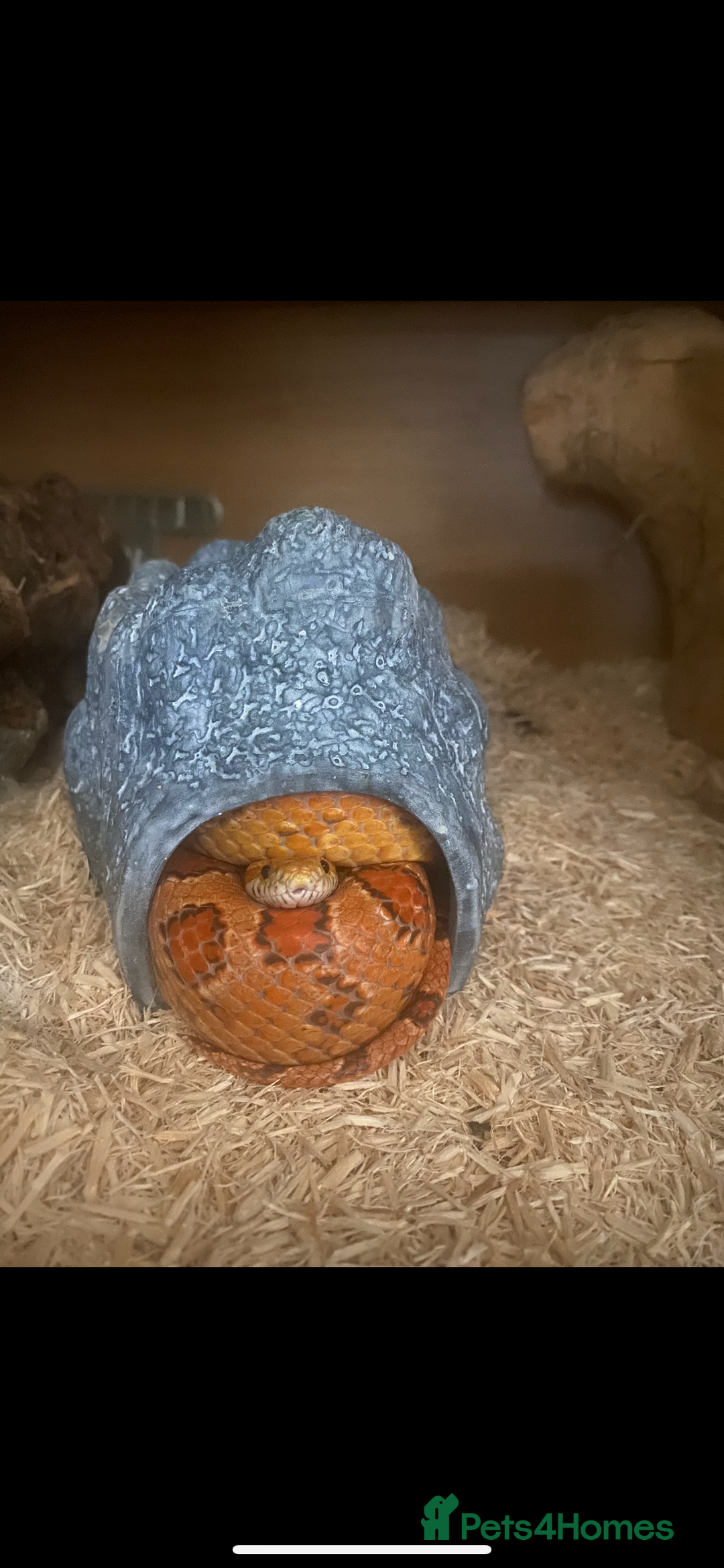 Corn Snake reptiles for sale: Lovely Corn Snake - Image 6