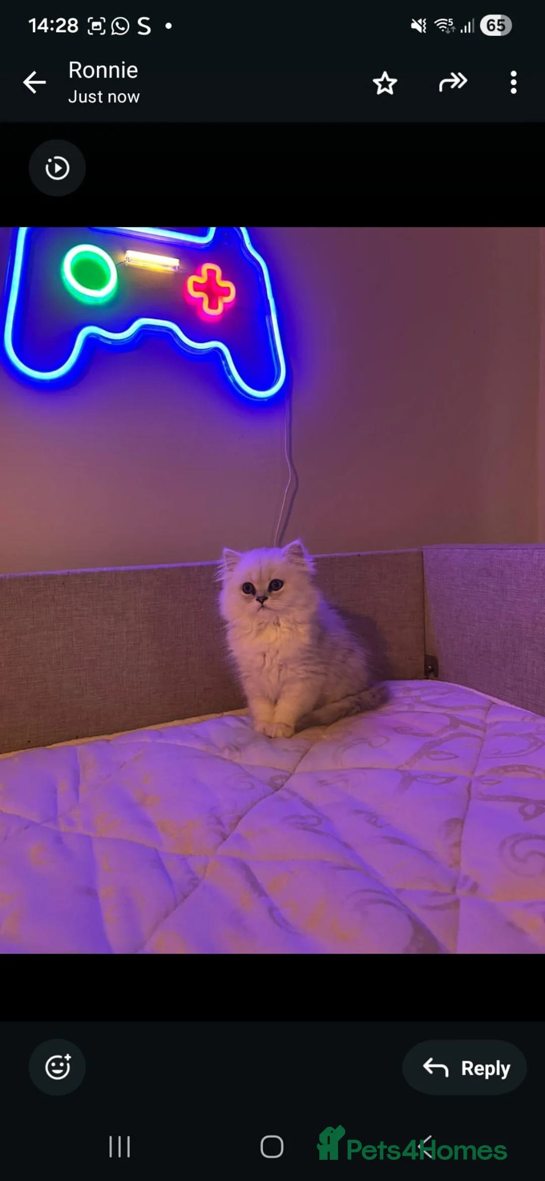 Persian cats for sale: Persiian chinchilla silver tip female - Advert 3