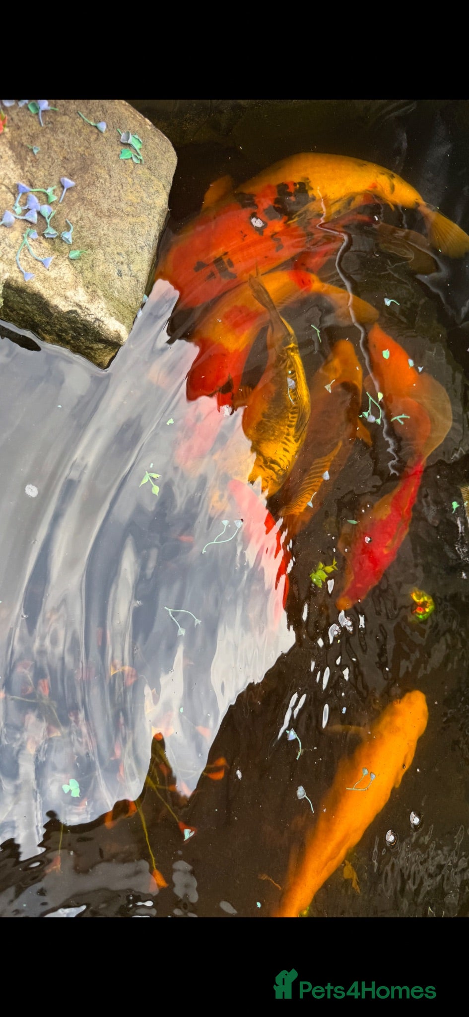Koi Carp fish Koi carp x 4 1 grass carp 2 tri goldfish 7 fish  - Advert 1