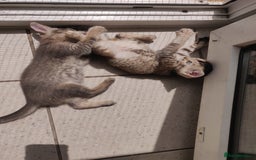 Mixed Breed cats for sale: Abyssinian x Snow Bengal  - Image 9