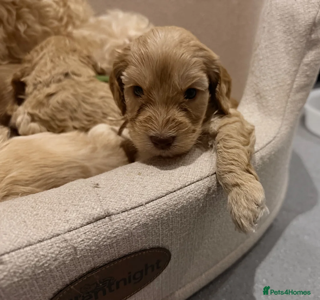 Cockapoo dogs for sale: 🐾 Gorgeous F2 Cockapoo Puppies 🐾 - Advert 24