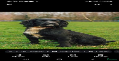 Cocker Spaniel dogs in Sandbach - Advert 6