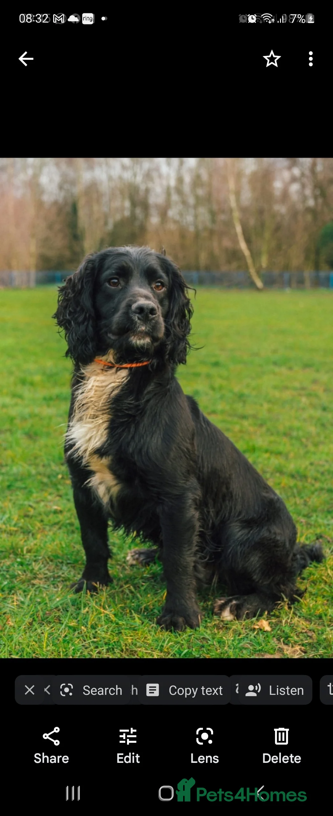 Cocker Spaniel dogs for stud: Working Cocker spaniel stud  ftch x ftch  in Sandbach - Advert 3