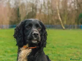 Cocker Spaniel dogs Working Cocker spaniel stud ftch x ftch in Sandbach - Advert 18
