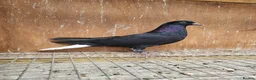 Pigeons birds for sale: Pigeons for sale in London - Advert 4