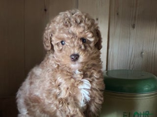 Toy Poodle dogs Red and Apricot Tiny Toy Poodles - Ready Soon - Advert 2