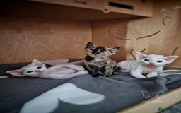 Devon Rex cats for sale: 🤍 Devon Rex Boy 🤍 Ready Soon - Image 8