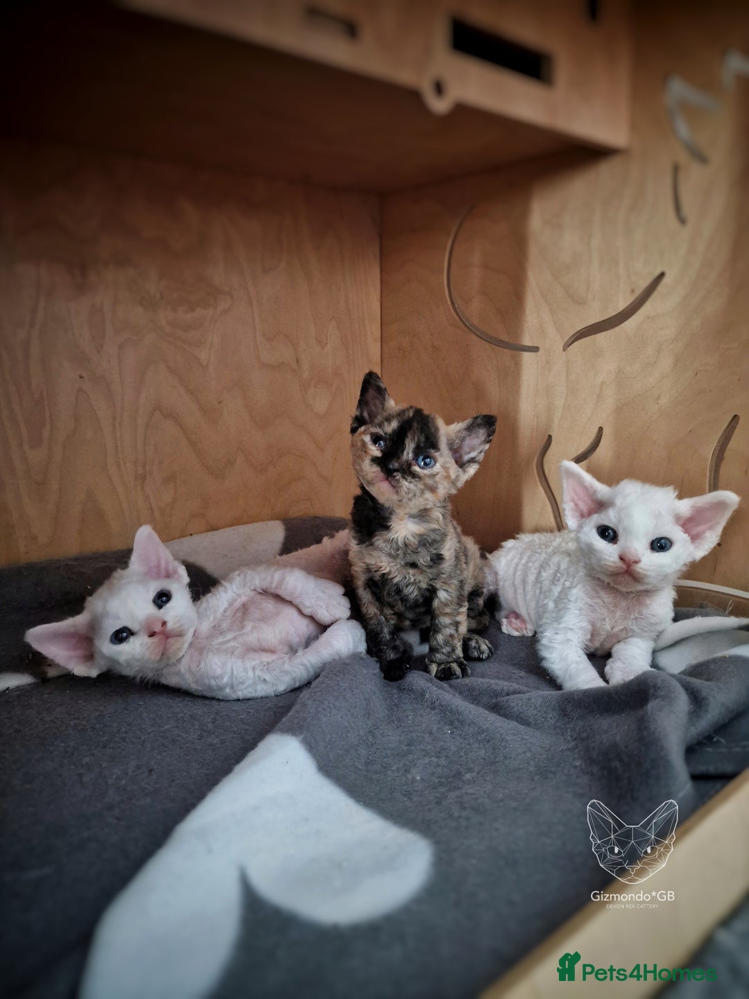 Devon Rex cats for sale: 🤍 Devon Rex Boy 🤍 Ready Soon - Image 8