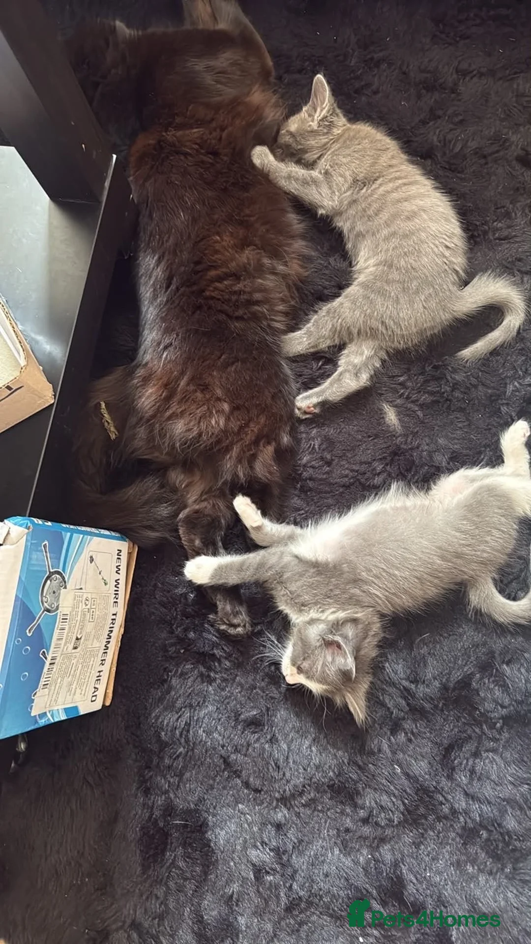 Domestic Shorthair cats for sale: kitten for sale  in Tilbury - Advert 2