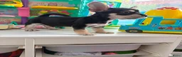 Mixed Breed dogs for sale: French bulldog / Chihuahua  - Advert 6