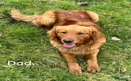 Golden Retriever dogs for sale: Beautiful KC Registered Golden Retriever Puppies  - Image 7