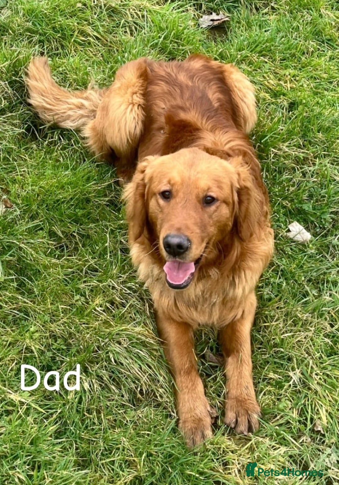 Golden Retriever dogs for sale: Beautiful KC Registered Golden Retriever Puppies  - Image 7