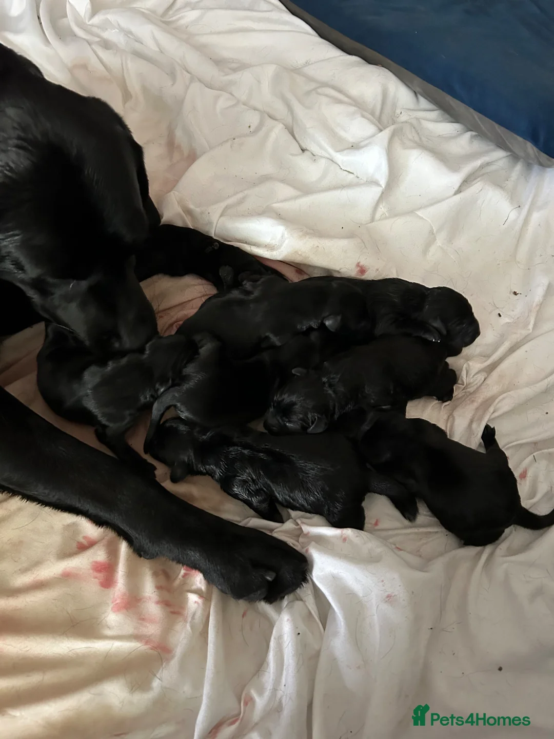 Labrador Retriever dogs for sale: KC registered Black Labrador Pups  in Scarborough - Advert 7