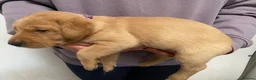 Labrador Retriever dogs for sale: Labrador pups from working lines  - Advert 4