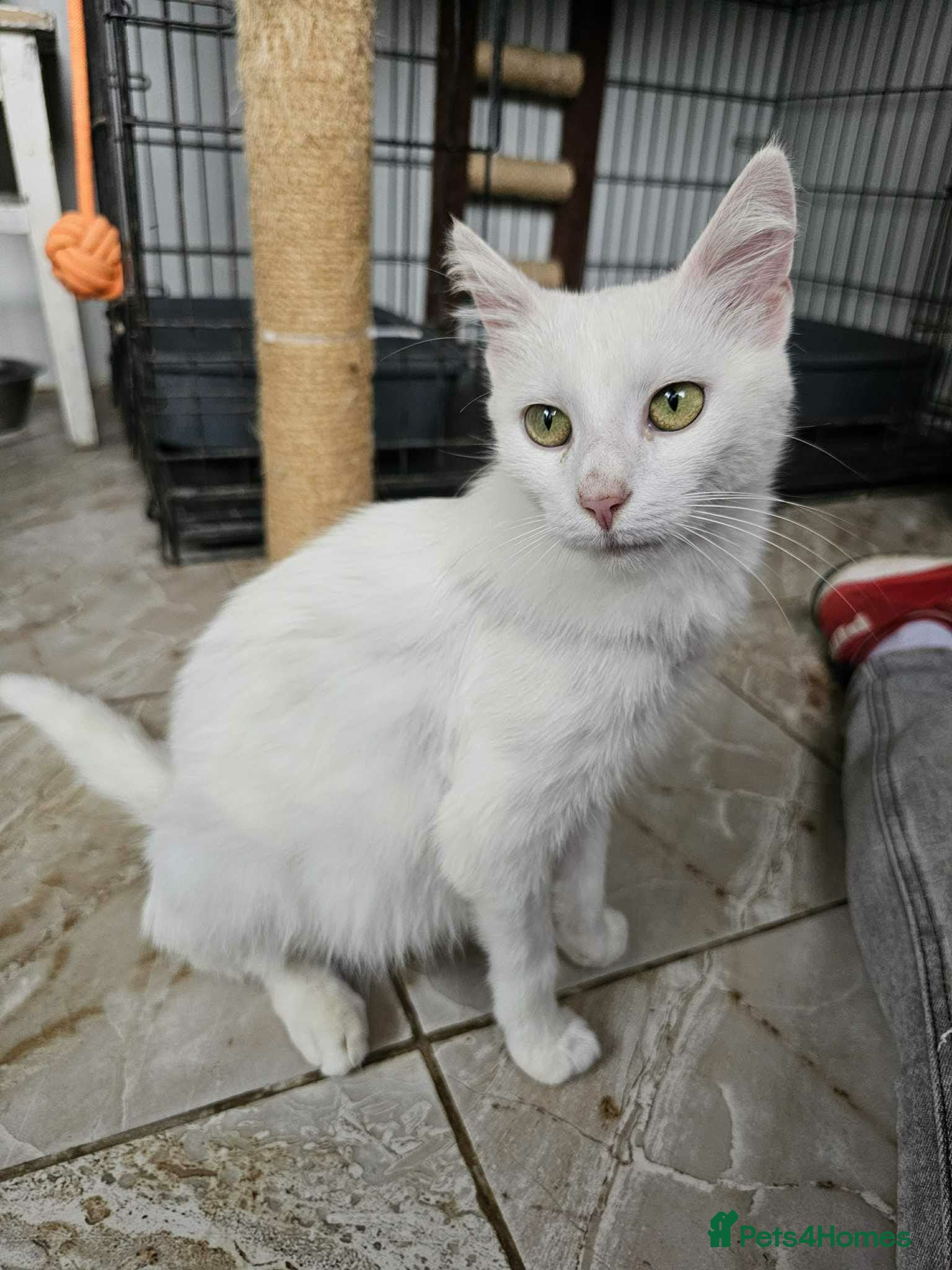 Mixed Breed cats Charlotte - Norwich Norfolk   - Advert 5