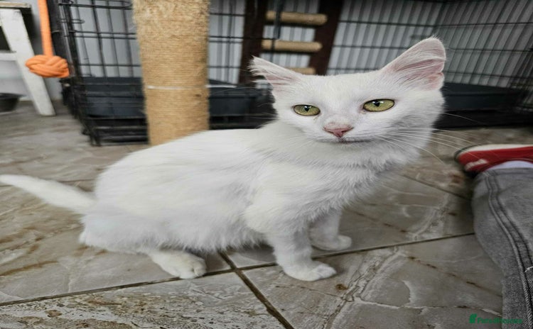 Mixed Breed cats Charlotte - Norwich Norfolk   - Advert 8