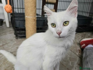 Mixed Breed cats Charlotte - Norwich Norfolk - Advert 9