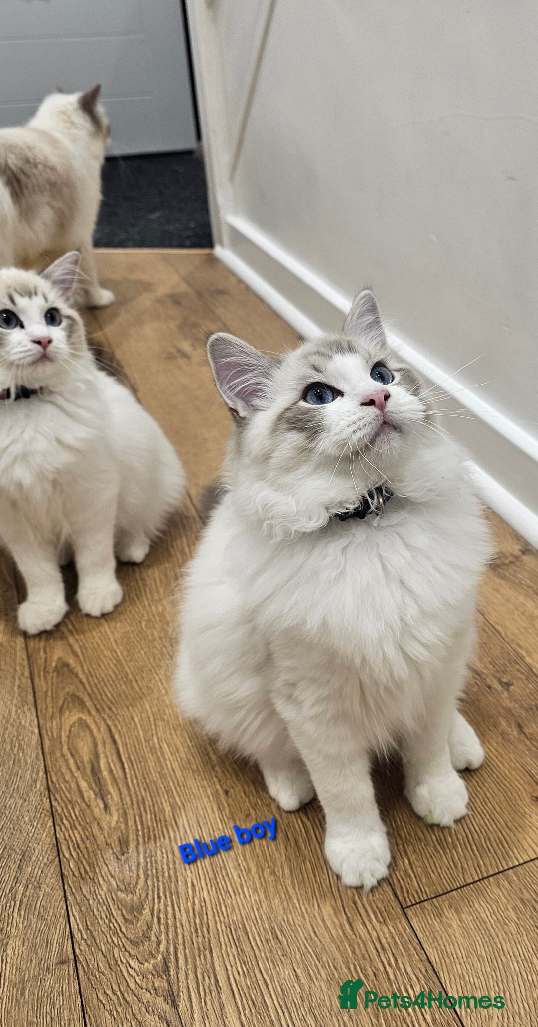 Ragdoll cats for sale: Pedegree Active Gccf 2 boys left  - Advert 13
