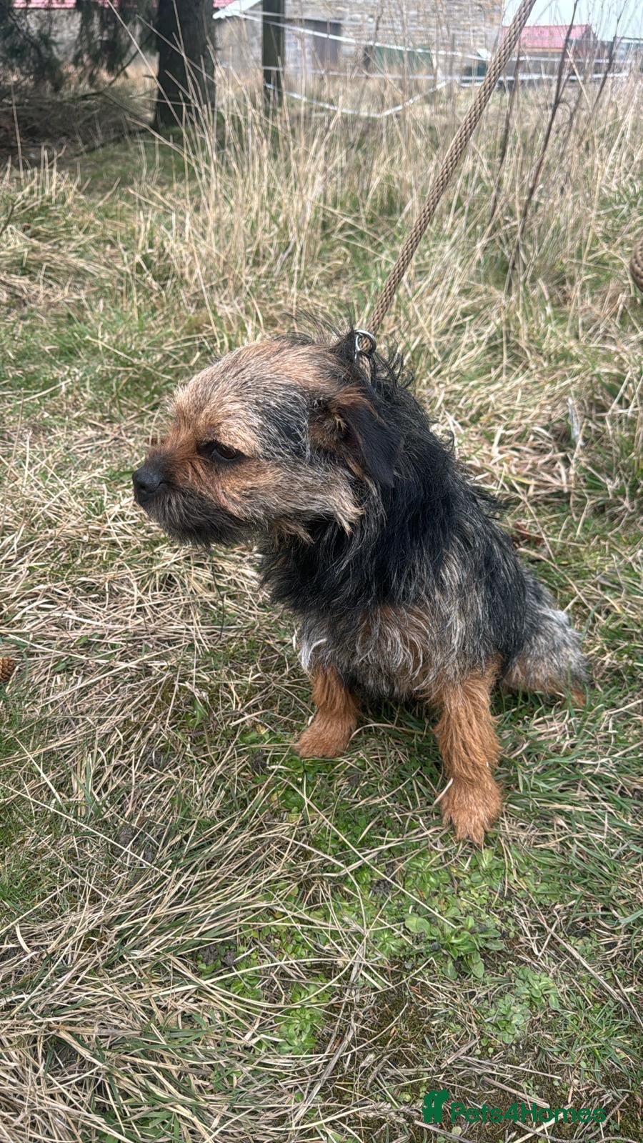 Border Terrier dogs 5 Border Terrier Puppies - Advert 8