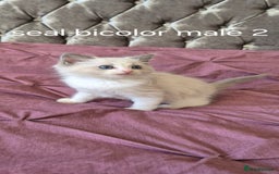 Ragdoll cats for sale: 3 Tica Registered Males For Sale - Image 9