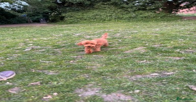 Toy Poodle dogs - Advert 5