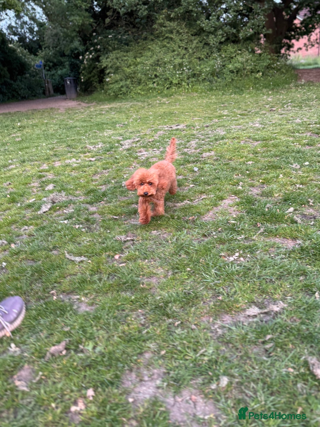 Toy Poodle dogs for sale: Beautiful 5-Month-Old Red Toy Poodle Boy  🐩❤️  - Image 2