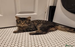 Arabian Mau cats for sale: Beautiful gentle boy less than a year old - Image 1