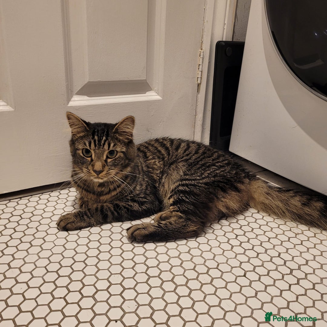 Arabian Mau cats for sale: Beautiful gentle boy less than a year old - Image 1