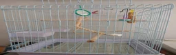Cockatiels birds for sale: Male Cockatiel, cage and accessories  in Rochdale - Advert 6