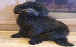 Mixed Breed dogs for sale: 5* medium half Australian labradoodles - Image 21